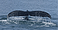 Alaska Cruises