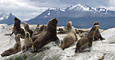 Antarctica Cruises