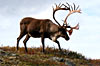 Alaska Cruisetours on Holland America