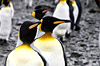 Antarctica Cruises on Azamara