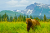Alaska Cruises on Celebrity