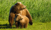 10 Night Pre-Cruise Alaska Cruisetour 17