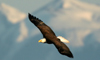 11 Night Pre-Cruise Alaska Cruisetour 1