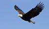 12 Night Post-Cruise Alaska Cruisetour 3