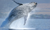 10 Night Post-Cruise Alaska Cruisetour 4