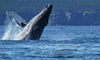 10 Night Post-Cruise Whistler Cruisetour 4CA