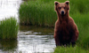 11 Night Pre-Cruise Alaska Cruisetour 6