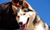 11 Night Post-Cruise Alaska Cruisetour 9