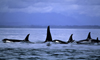 13 Day Northbound Alaska Cruisetour