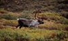 13 Day Southbound Alaska Cruisetour