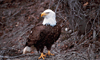 11 Nt Escorted Alaska Cruisetour