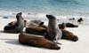 7 Night Galapagos Islands A Cruise