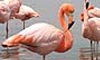 11 Night Galapagos Island Cruisetour
