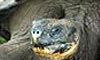 13 Night Galapagos Island & Machu Picchu Cruisetour
