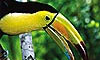 14 Nt Costa Rica & Panama Cruisetour