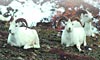 12 Nt Glacier Bay Highlights + Denali + Prince William Sound