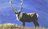 17 Nt Voyage to the Bering Sea & Denali