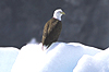12 Nt Alaska's Whales & Wilderness + Denali