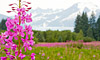 12 Day Denali Discovery Plus Cruise Combo on Diamond Princess