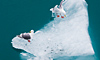 14 Day SB Heart of Alaska Cruise Combo on Diamond Princess