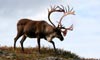 11 Day Northbound Discover Denali & Glacier Cruise