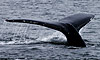 13 Nt Escorted Double Denali, Kenai & Glacier Discovery