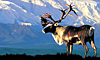 13 Nt Escorted Klondike, Double Denali & Glacier Bay