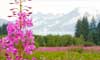 12 Day Alaska's Inside Passage & Canadian Rockies Cruisetour