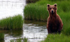 13 Day Alaska Explorer Plus Cruise Combo on Diamond Princess