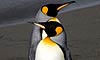 15 Nt Antarctica