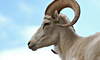14 Day SB Heart of Alaska Cruise Combo on Sapphire Princess