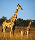 iCruise.com destination Africa.