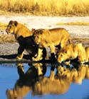 iCruise.com destination Africa.