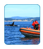 iCruise.com answers your questions about Shore Excursions.